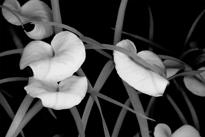 A Touch of Deco B&W