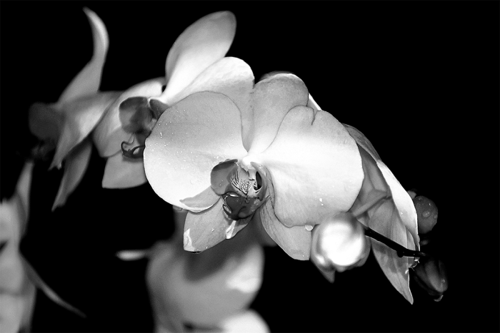 After the Rain B&W