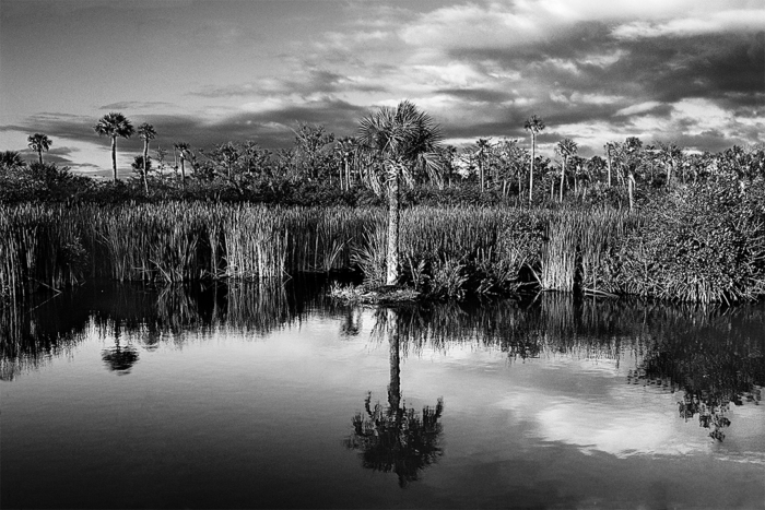 Alligator Island 2 B&W