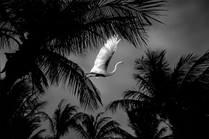 Angelic B&W