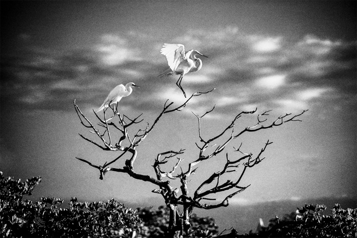 Angels of Light B&W