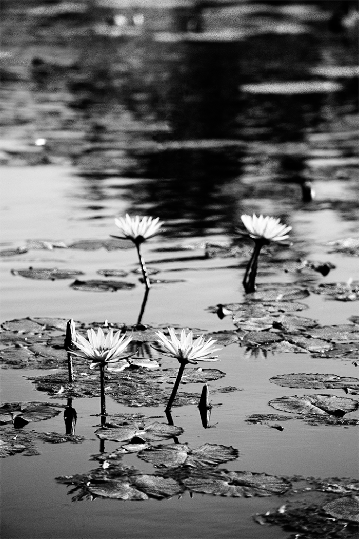 Asian Gardens 1 B&W
