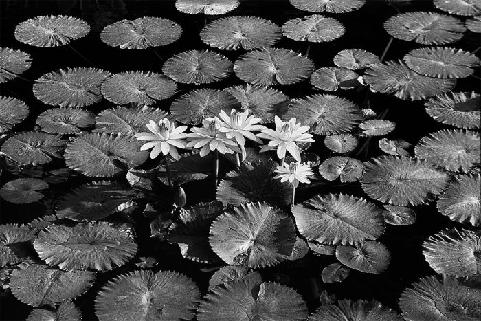 Asian Gardens 5 B&W