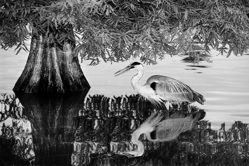 Audubon Moment 2 B&W