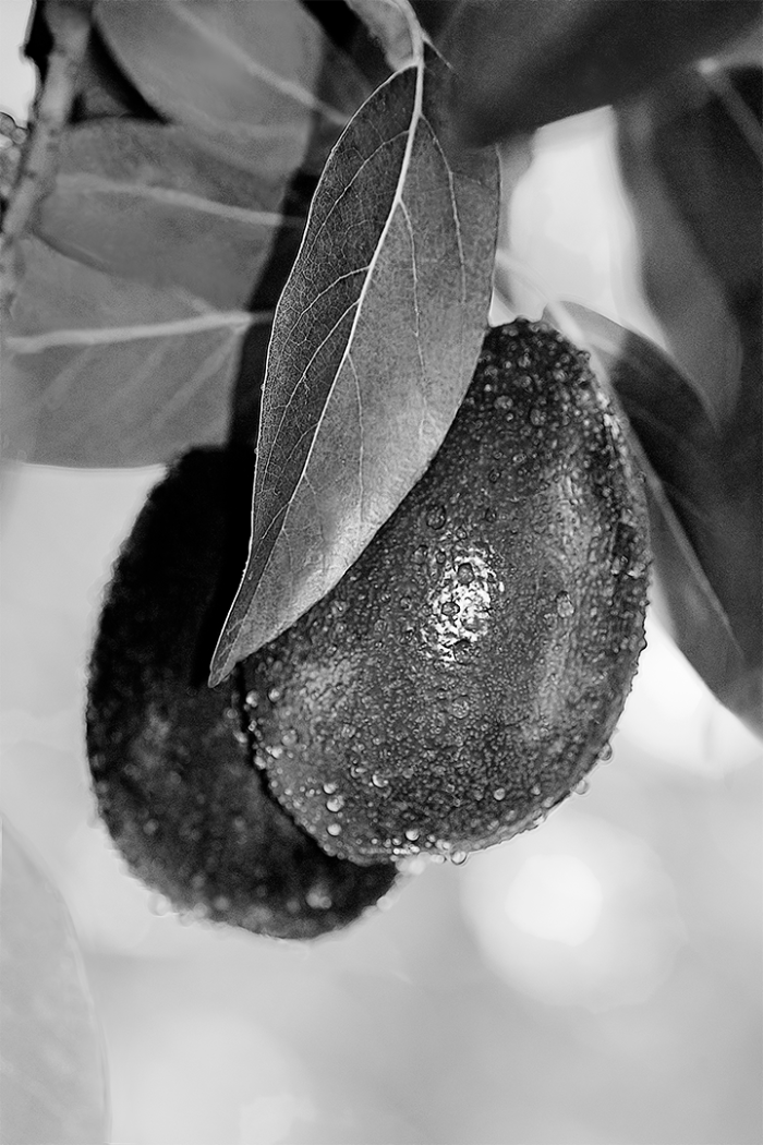 Avocado Green B&W