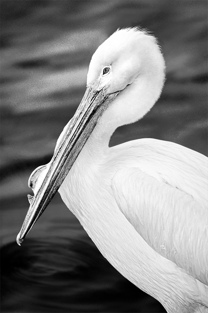 Bill B&W
