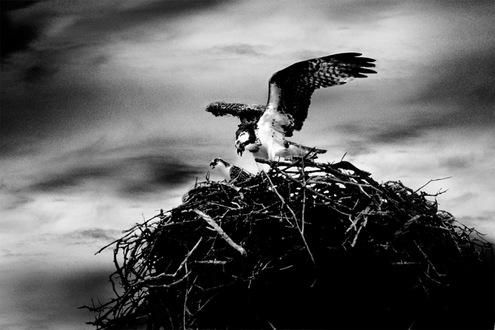 Born to be Wild B&W