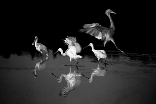 Dance of the Dawn B&W