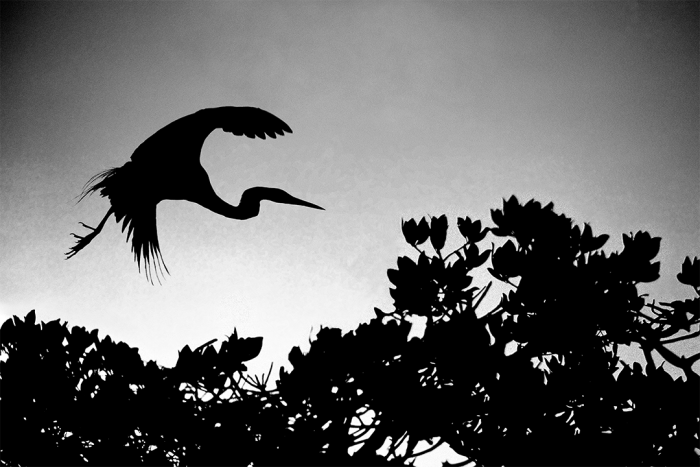 Dream Messenger B&W