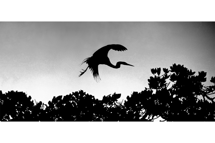 Dream Messenger B&W - Image 2