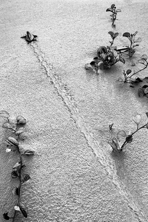 First Impressions B&W