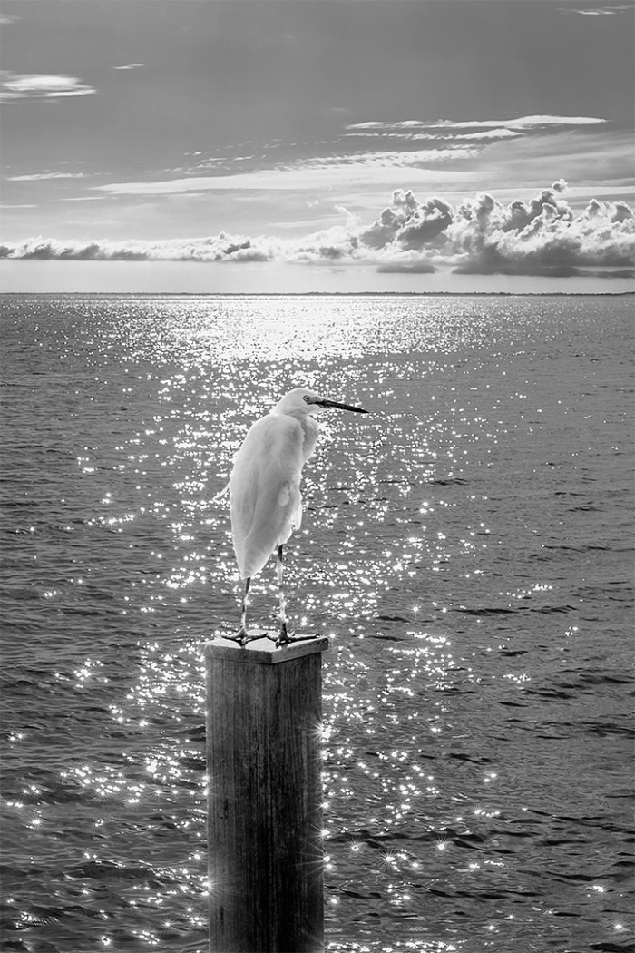 Flight Plan – B&W