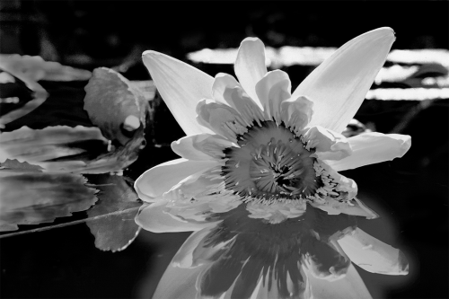 Floating Through Life B&W