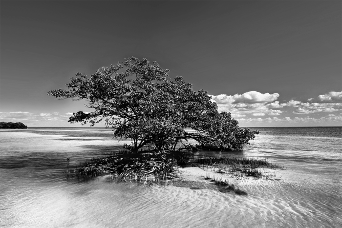 Free Spirit B&W