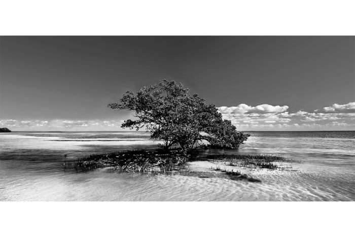 Free Spirit B&W - Image 2