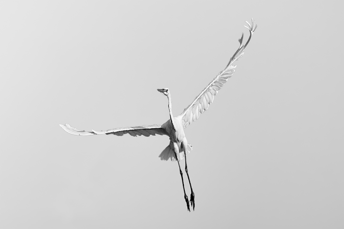 Free as a Bird B&W