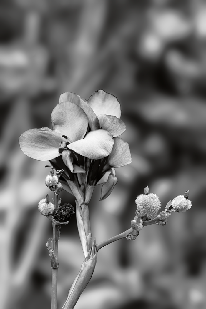Garden Variety B&W