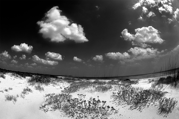 Garden in the Sand II B&W