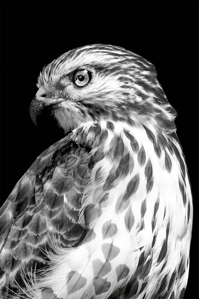 Heartfelt 1 Close Up BB B&W