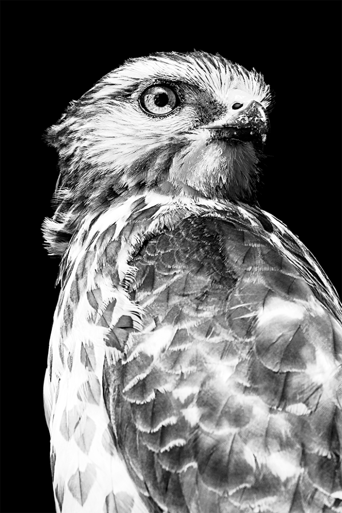 Heartfelt 2 Close UP BB B&W