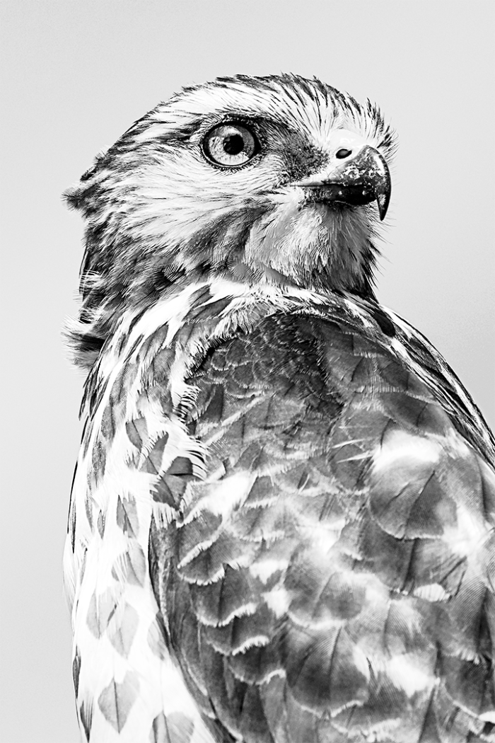 Heartfelt 2 Close Up B&W