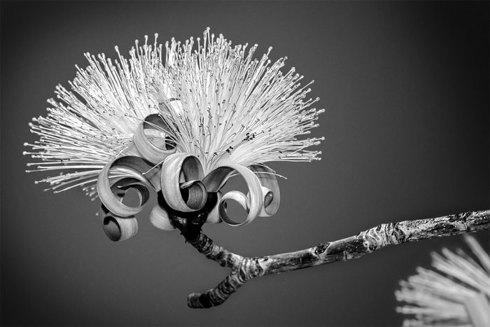 Illumination B&W