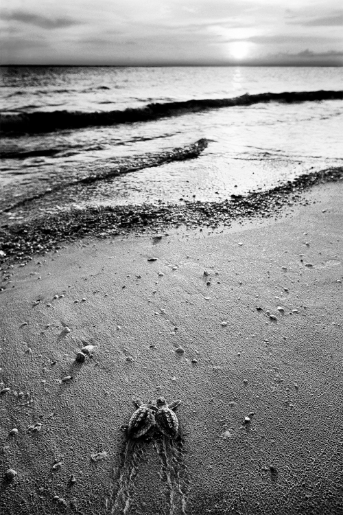In Light of the Journey B&W