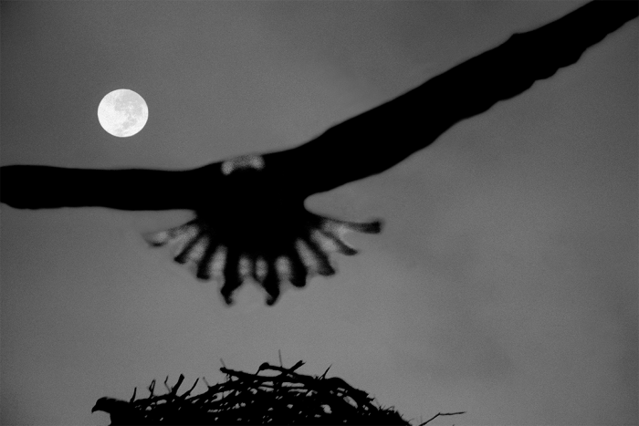 Keeper of the Nest B&W