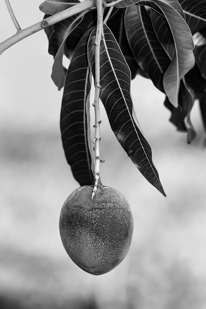 Last Mango in Paradise B&W