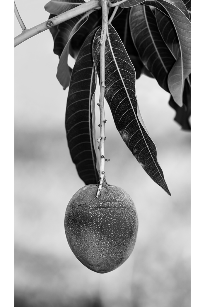 Last Mango in Paradise B&W - Image 2