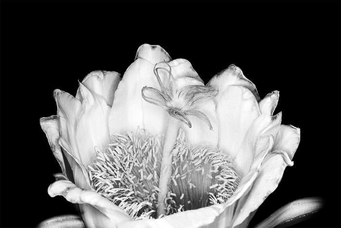 Life After Dark B&W