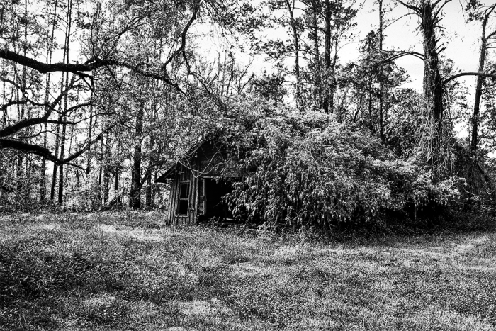 Magic Forest B&W
