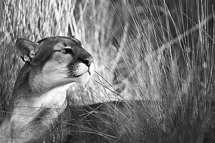 Majestic Moment B&W