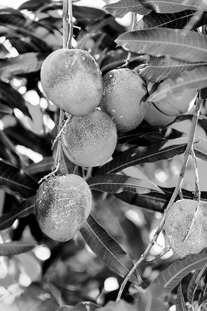 Mango Tango B&W