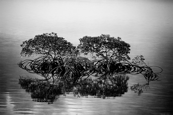 Mangrove Meditation B&W