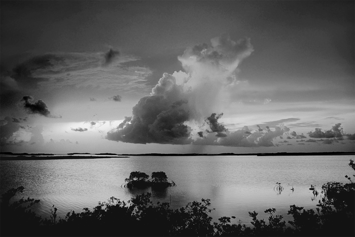 Mangrove Sunset B&W