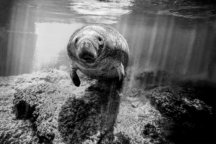 Manny B&W