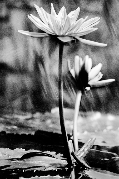 Natural Radiance B&W