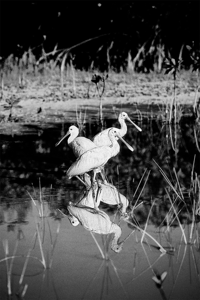 Natural Symmetry B&W