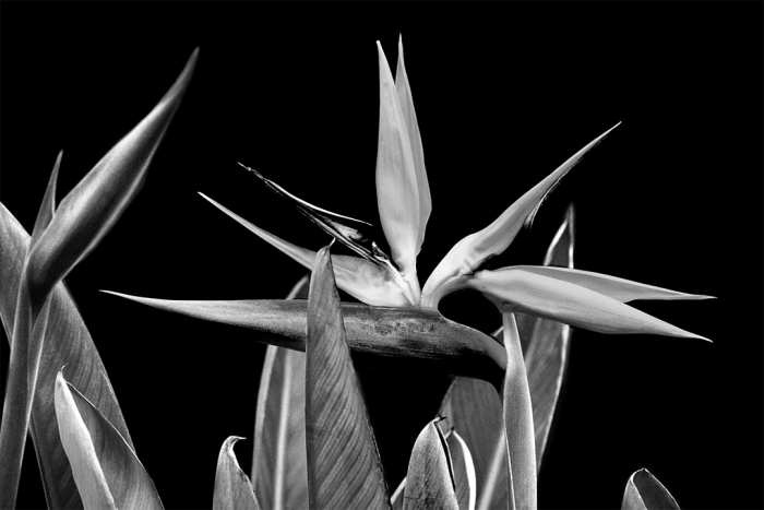 Night Flight B&W