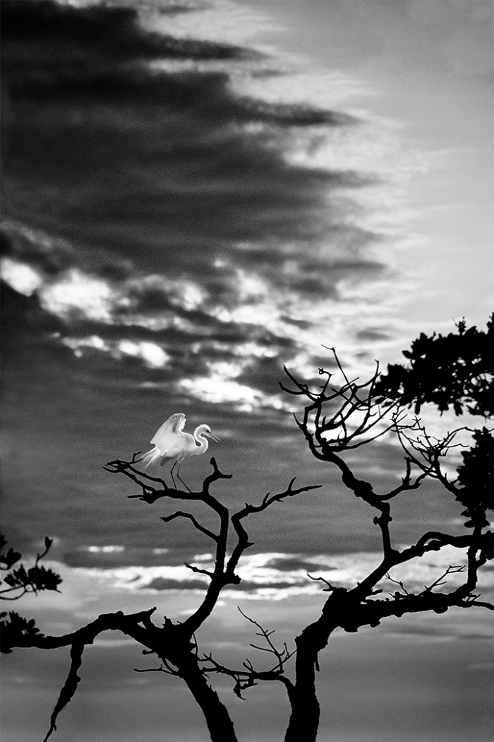 Oracle of Light B&W