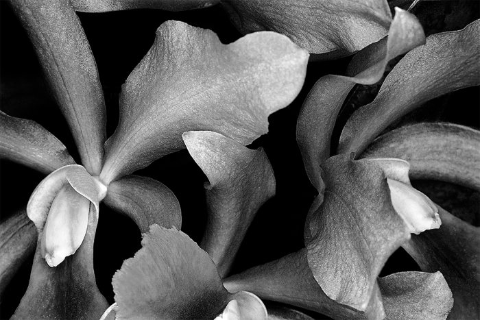 Orchids in the Moonlight B&W