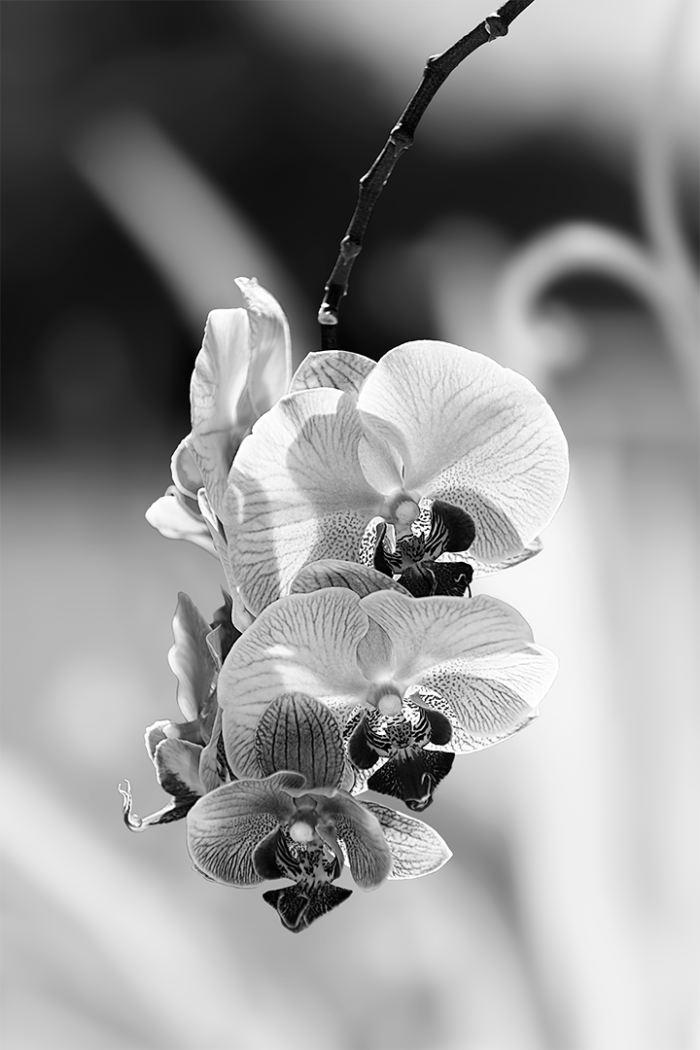 Pastel Palette B&W
