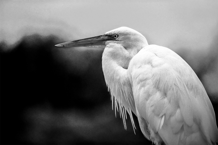 Pensive Moment B&W