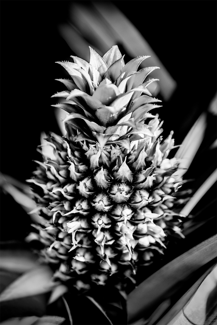 Piña Colora B&W