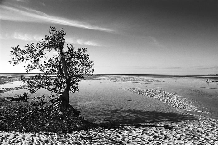 Prelude to a Dream B&W