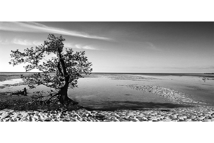 Prelude to a Dream B&W - Image 2
