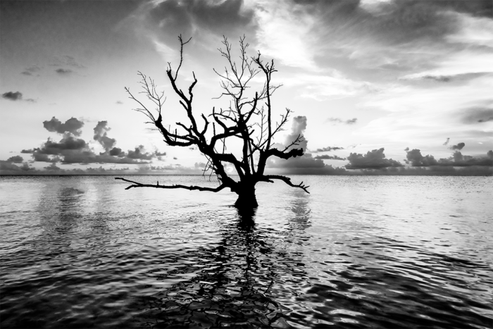 Prophecy of Light B&W