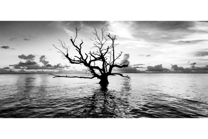Prophecy of Light B&W - Image 2