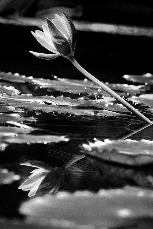 Reflection of Beauty B&W